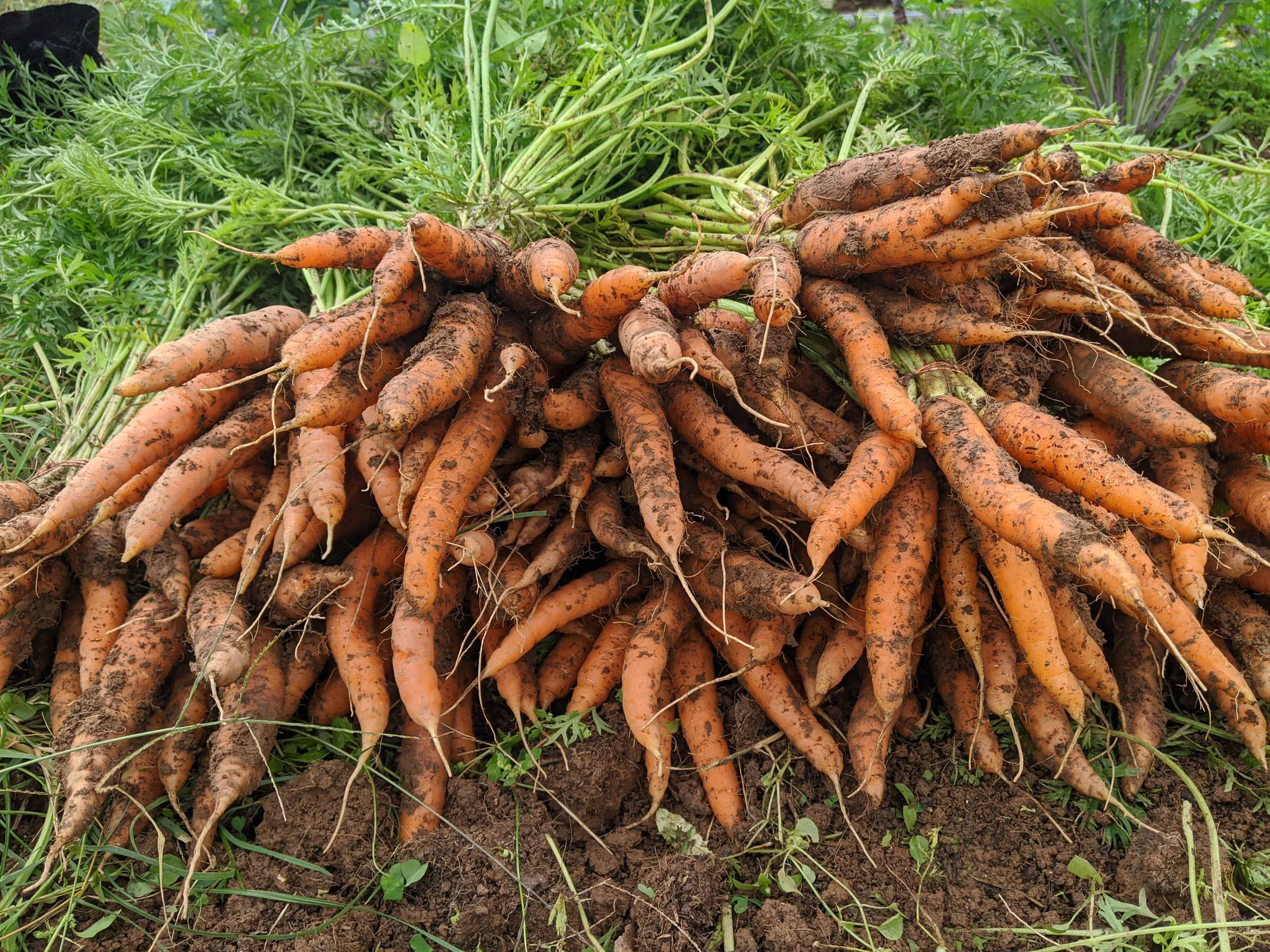 Carrots