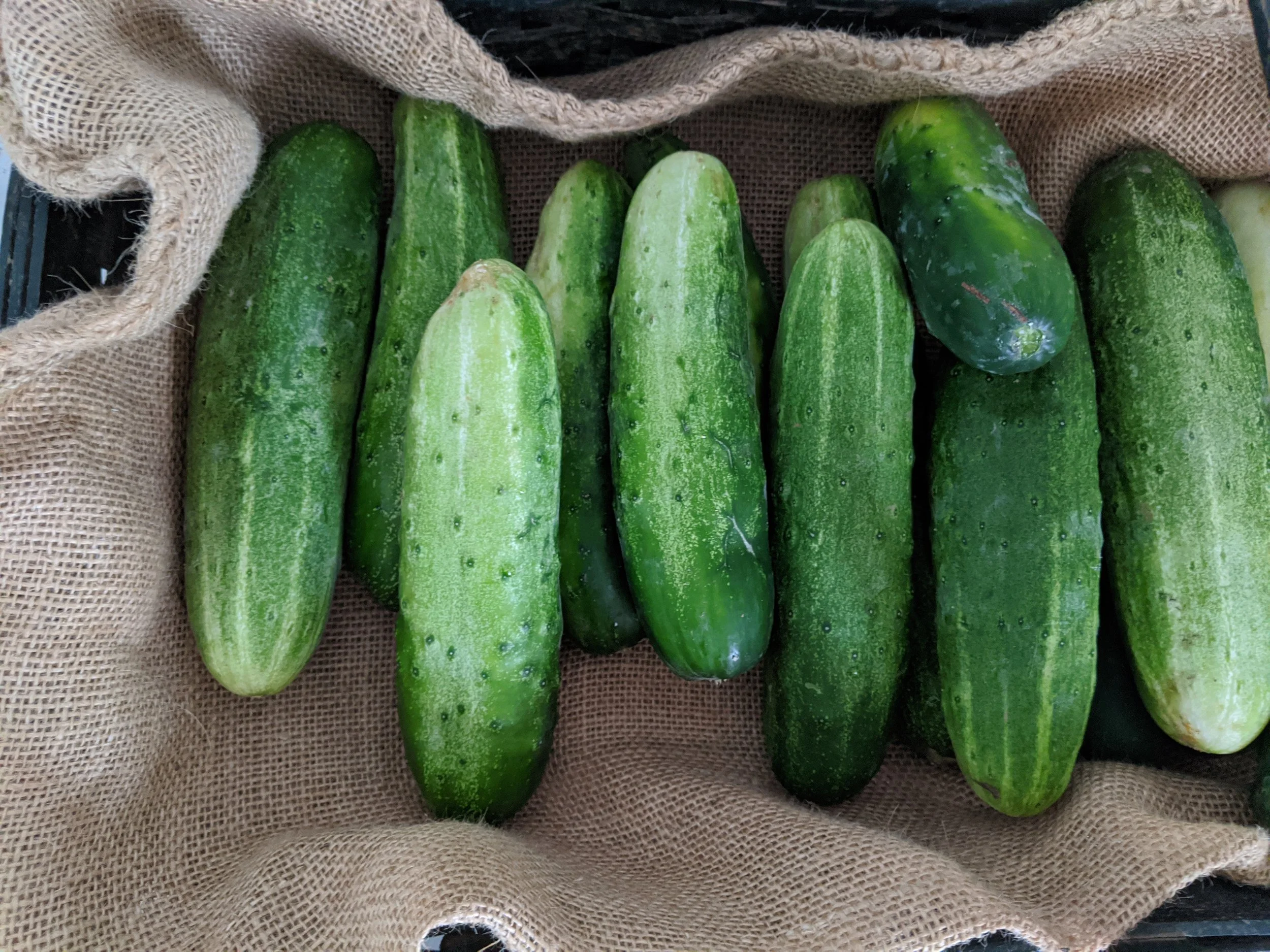 Cucumbers