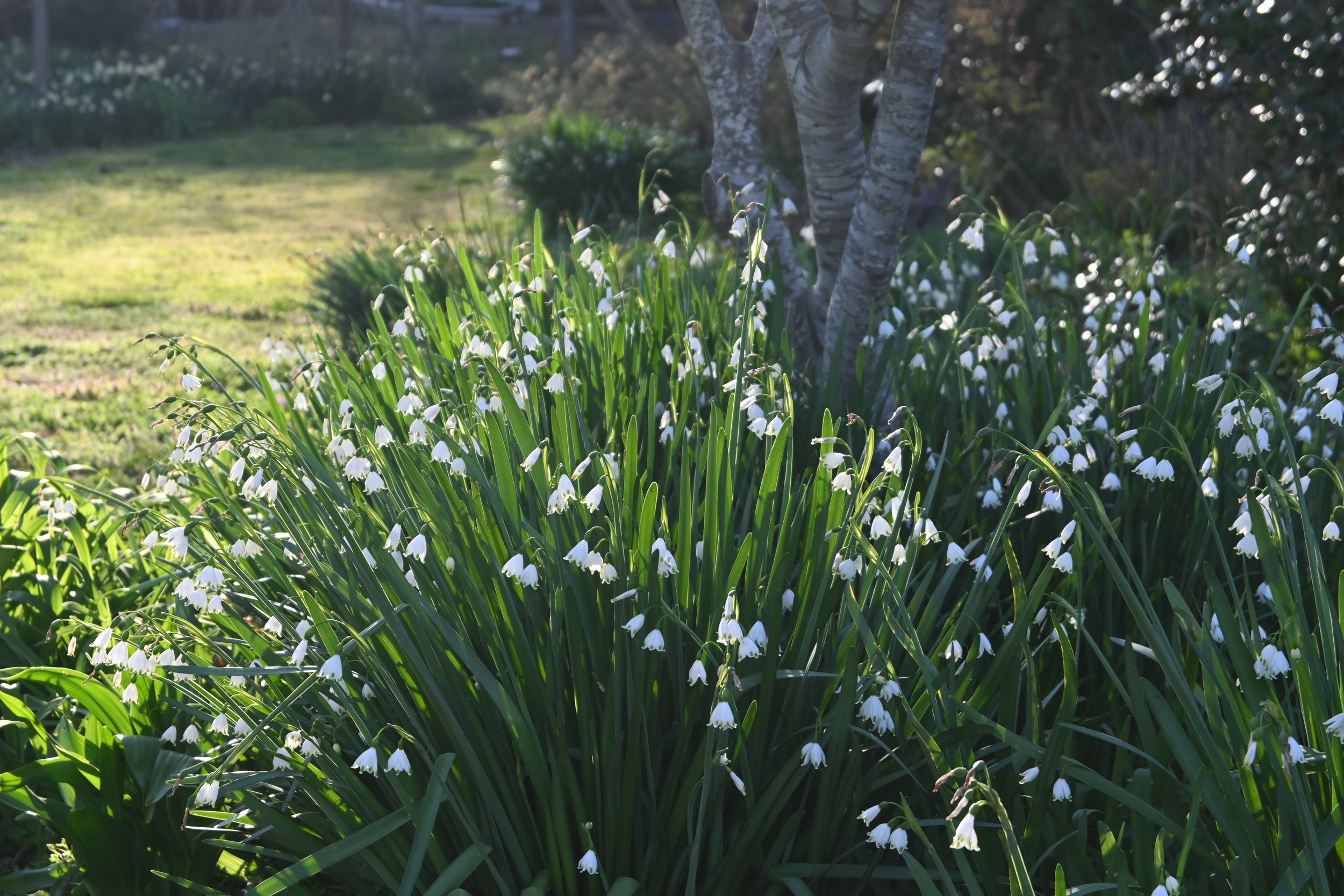   Leucojum  (snoflakes) is another spring flowering bulb in the gardens of Brent and Becky’s.  