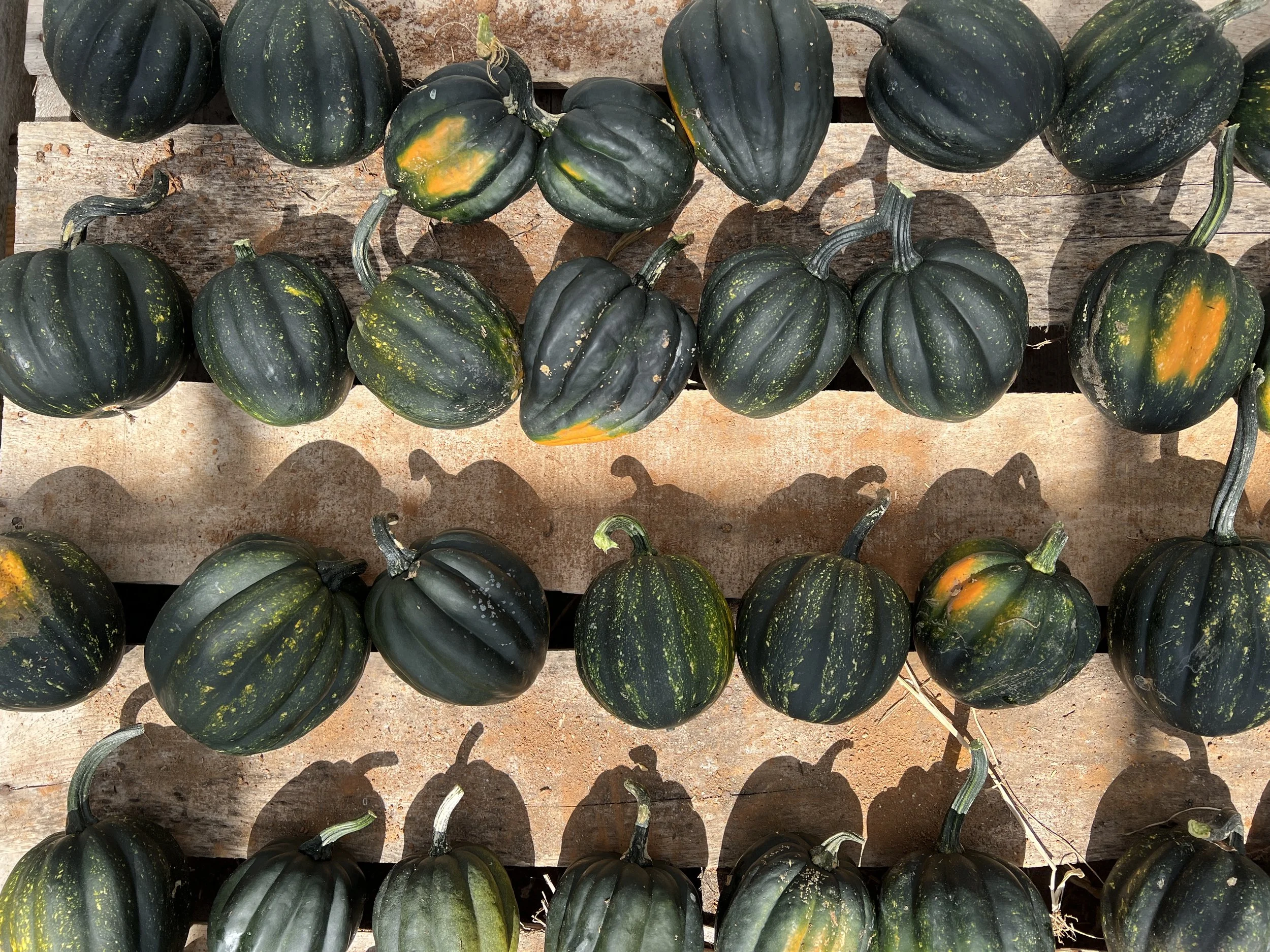 Winter Squash/Pumpkins