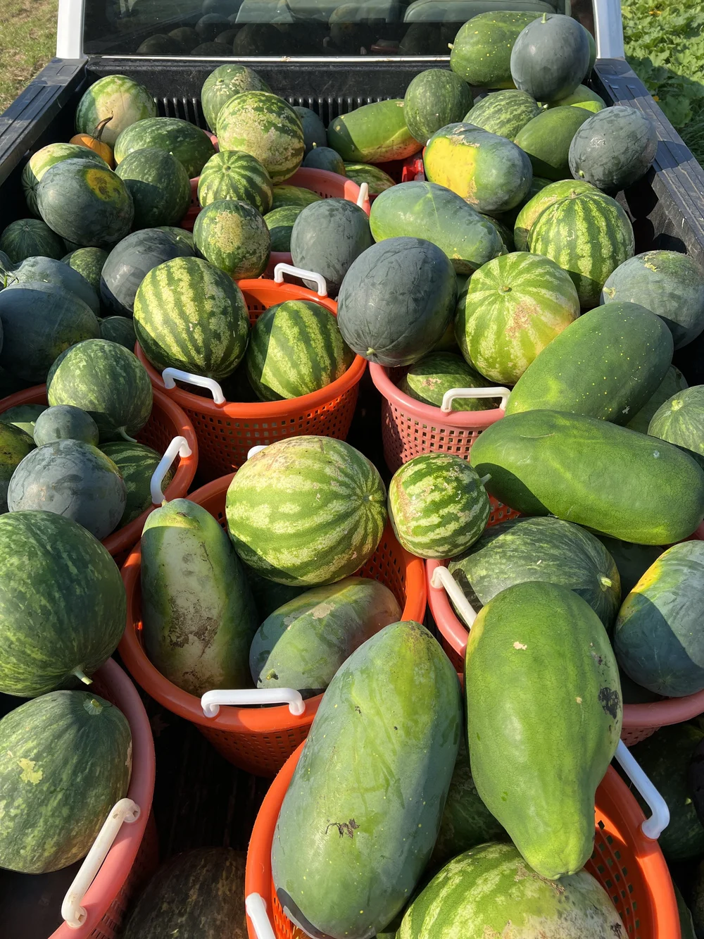 What Does Watermelon Smell Like