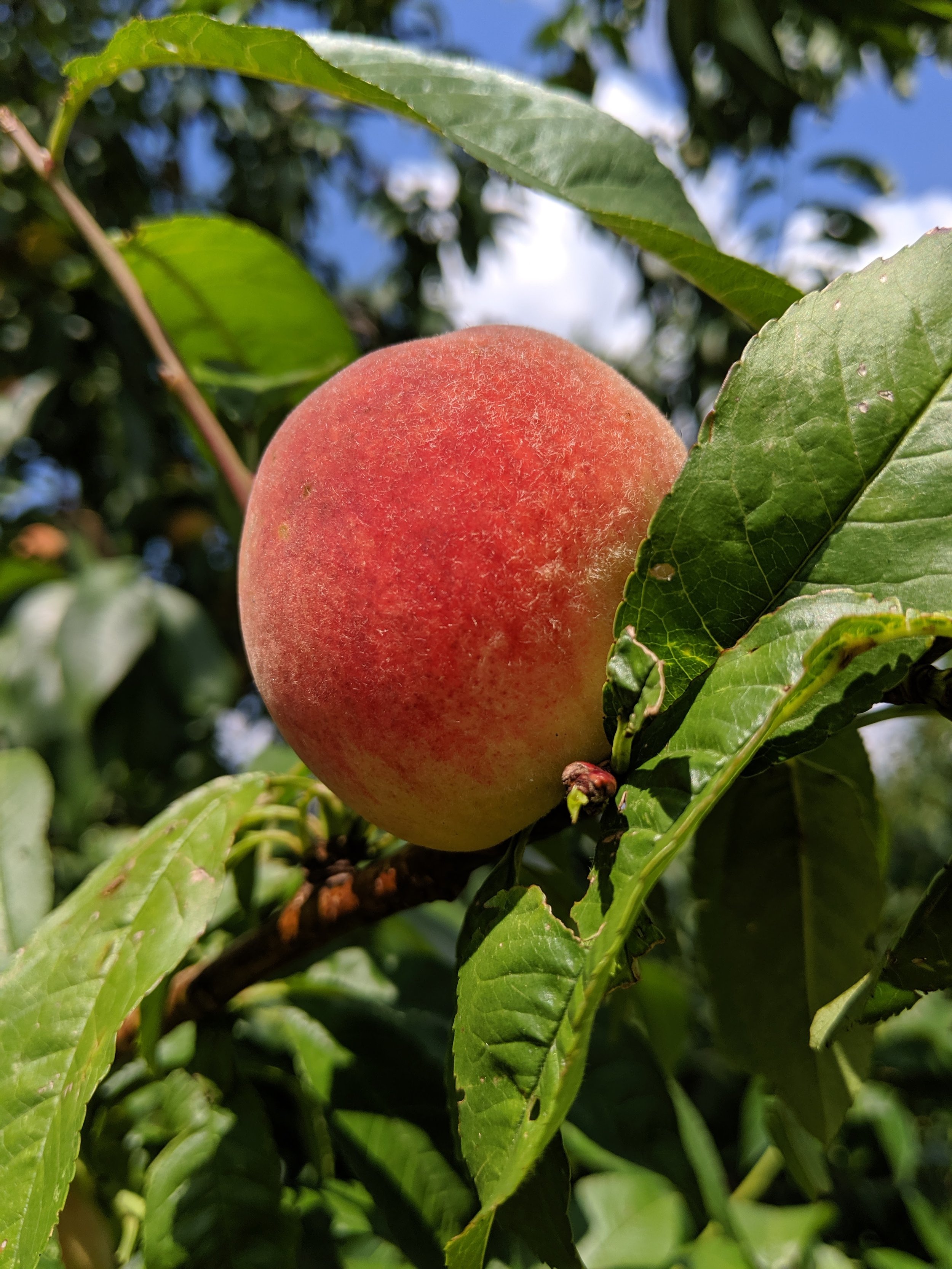 peach3.jpg