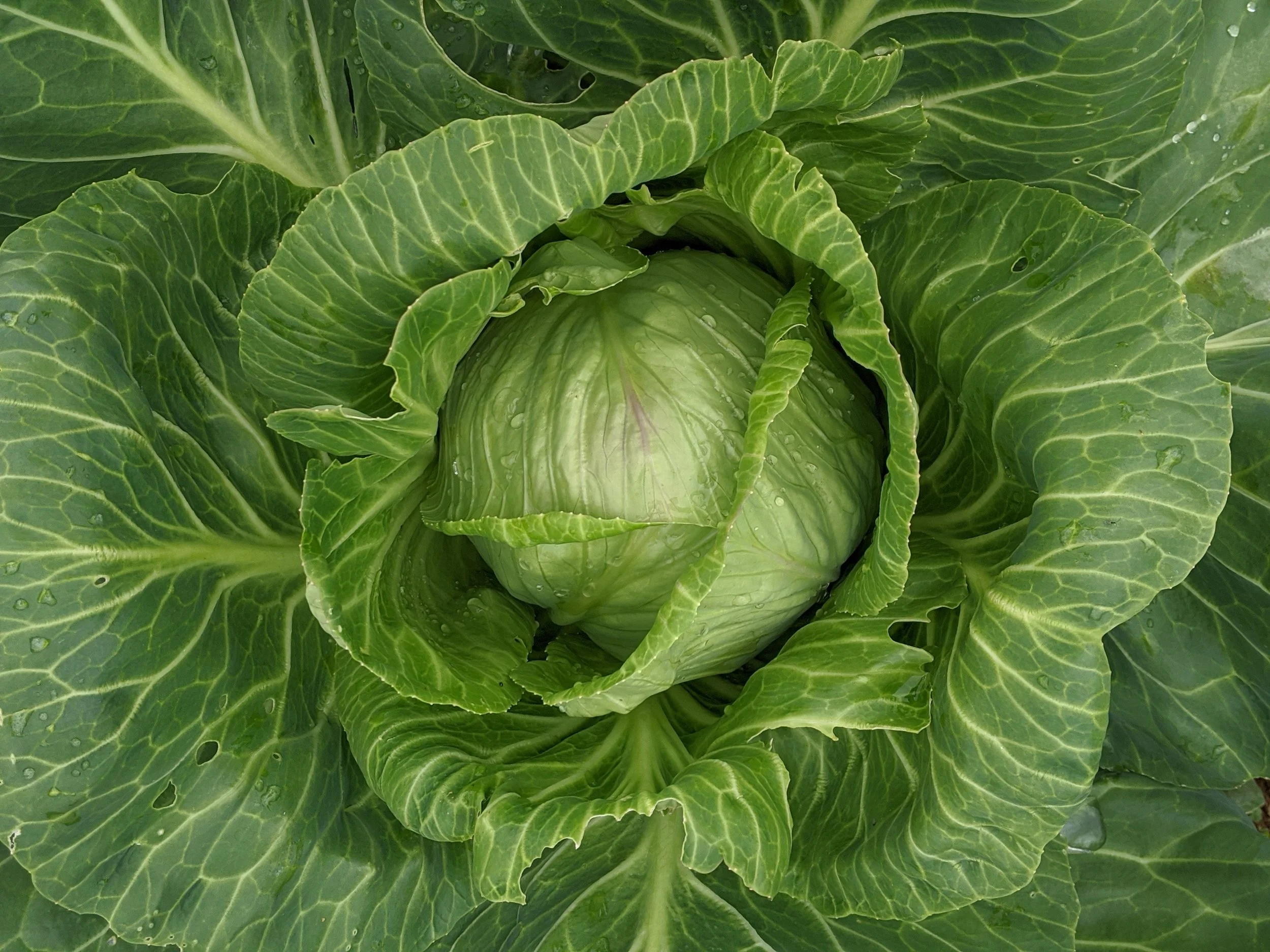 Cabbage Oak Spring Garden Foundation - Cabbage