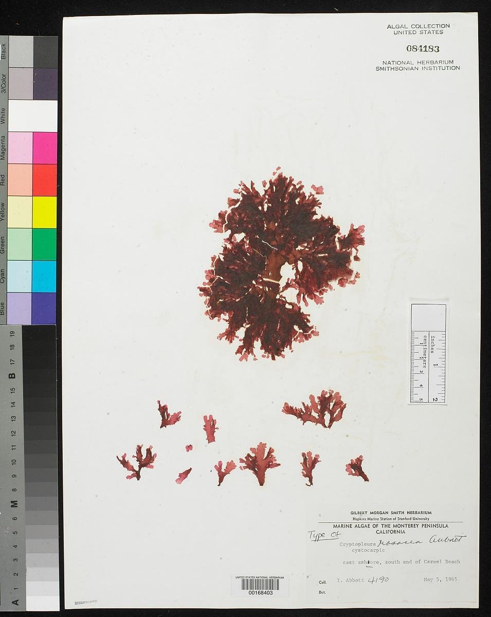  Specimen of  Cryptopleura rosacea  described and collected by Isabella in California. Image via  National Museum of Natural History .  