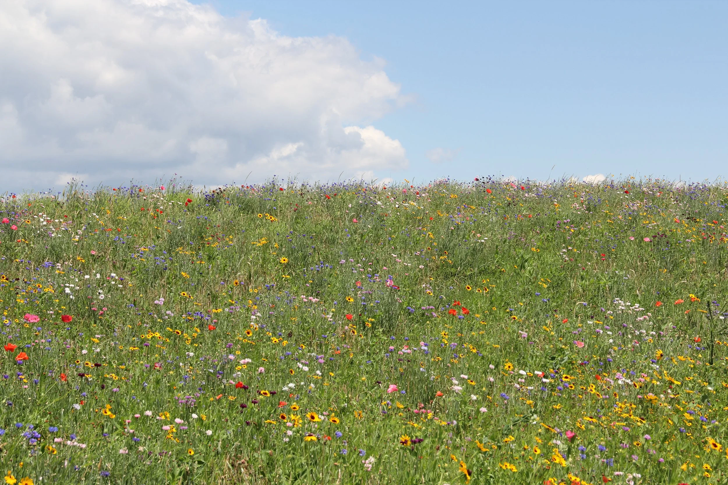 Literary Ecologies: Reading to Reinhabit the World