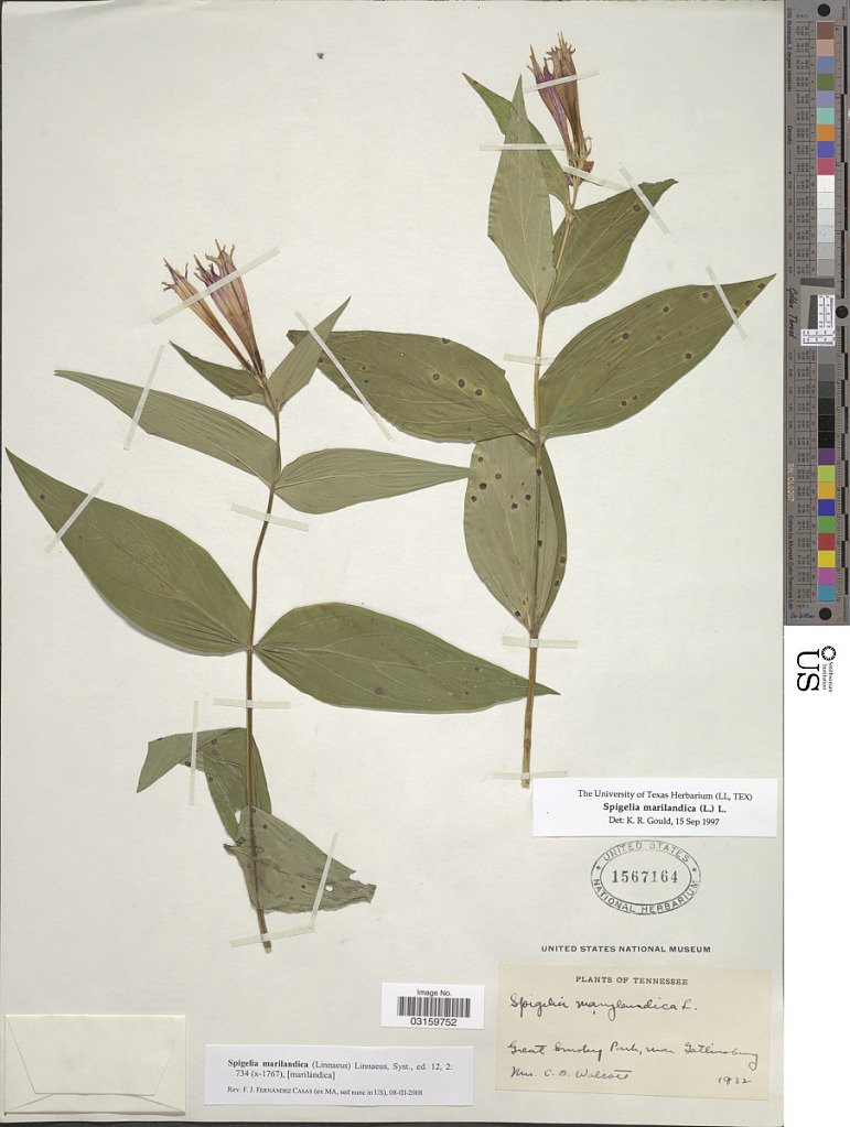 S.marilandica_Walcott_Herbarium.jpg