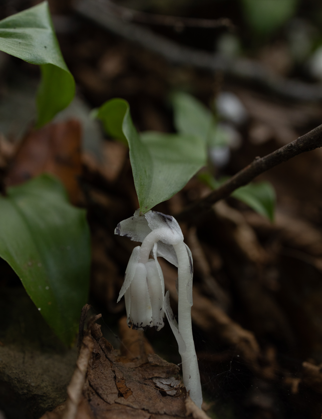 monotropa2_CL.png