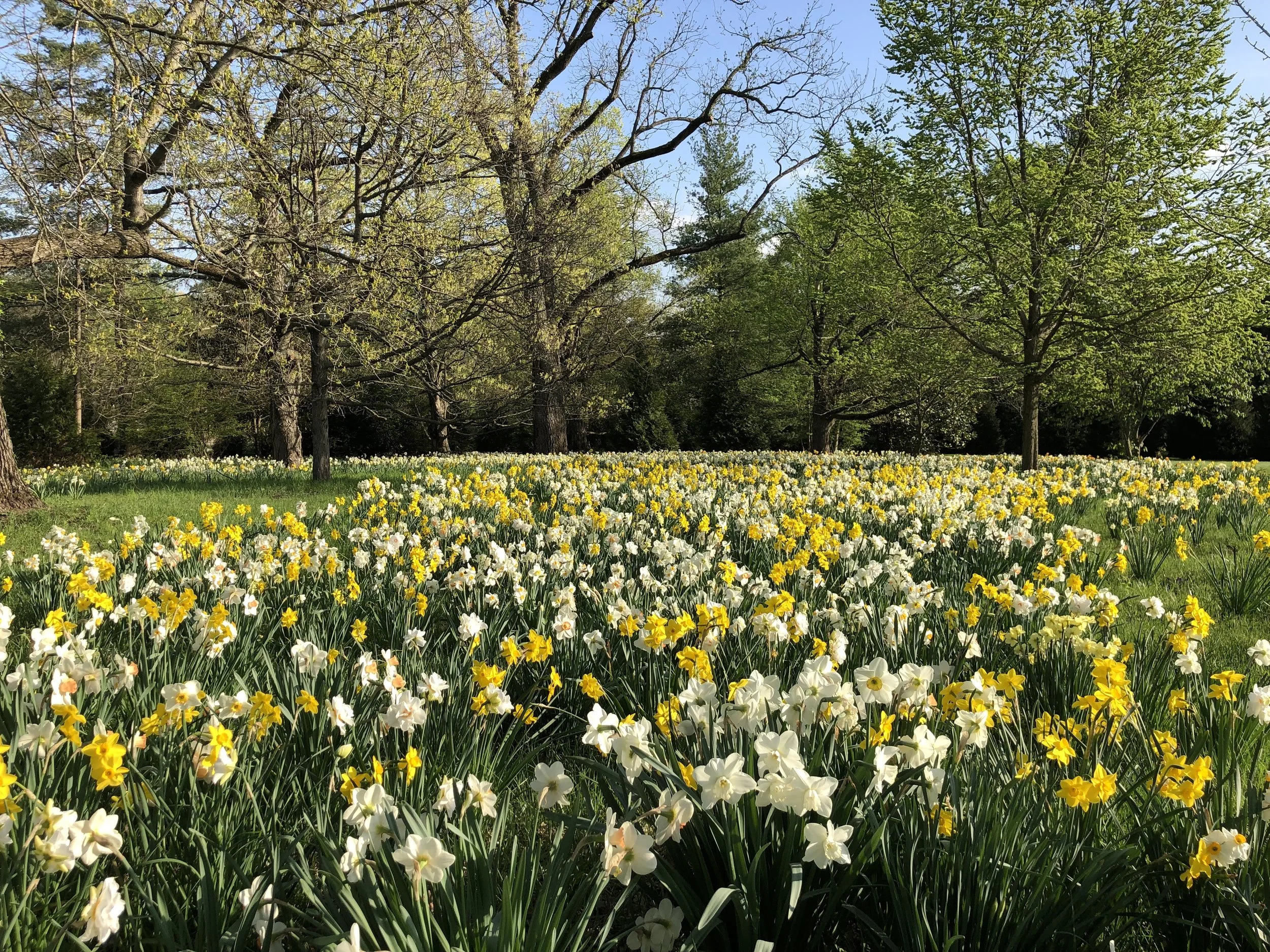 From Wild Origins to Oak Spring: An Immersive Course in Garden Bulbs