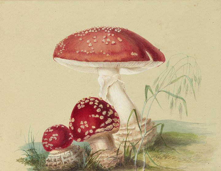 Agaricus muscarius