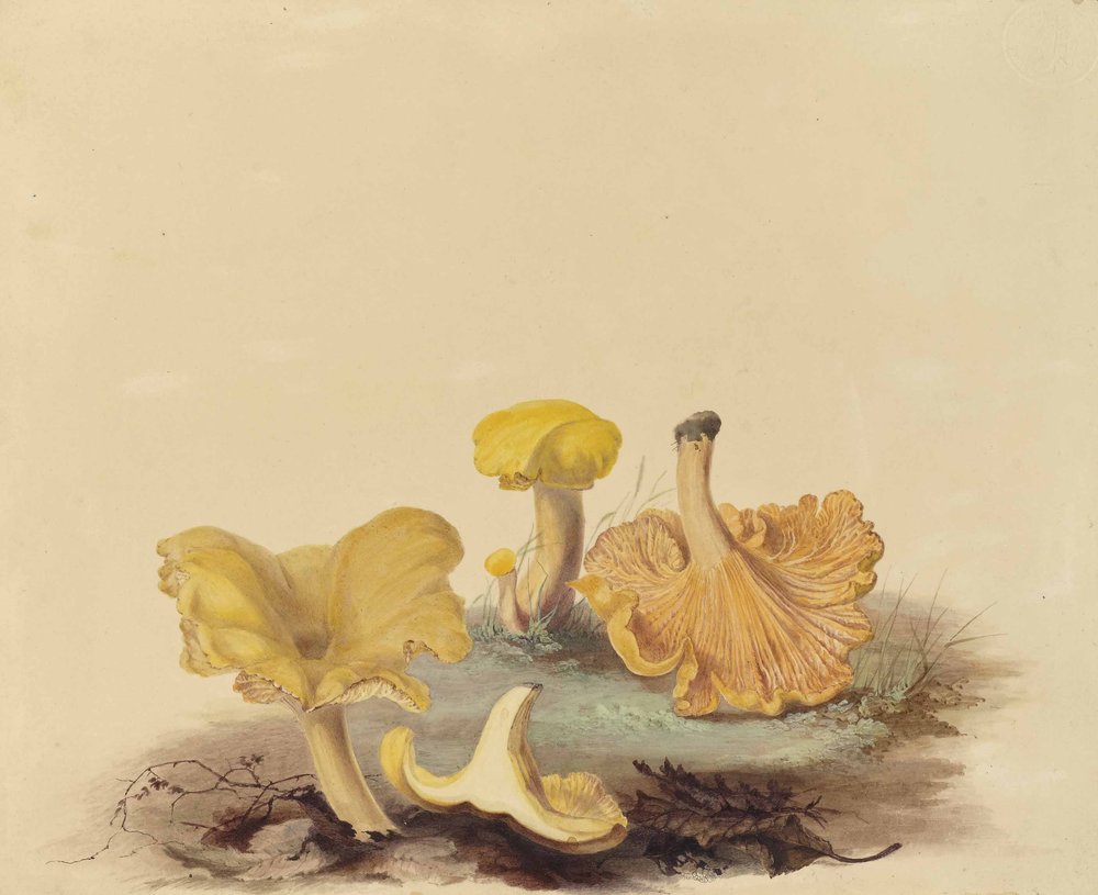 Chanterelle cibarius