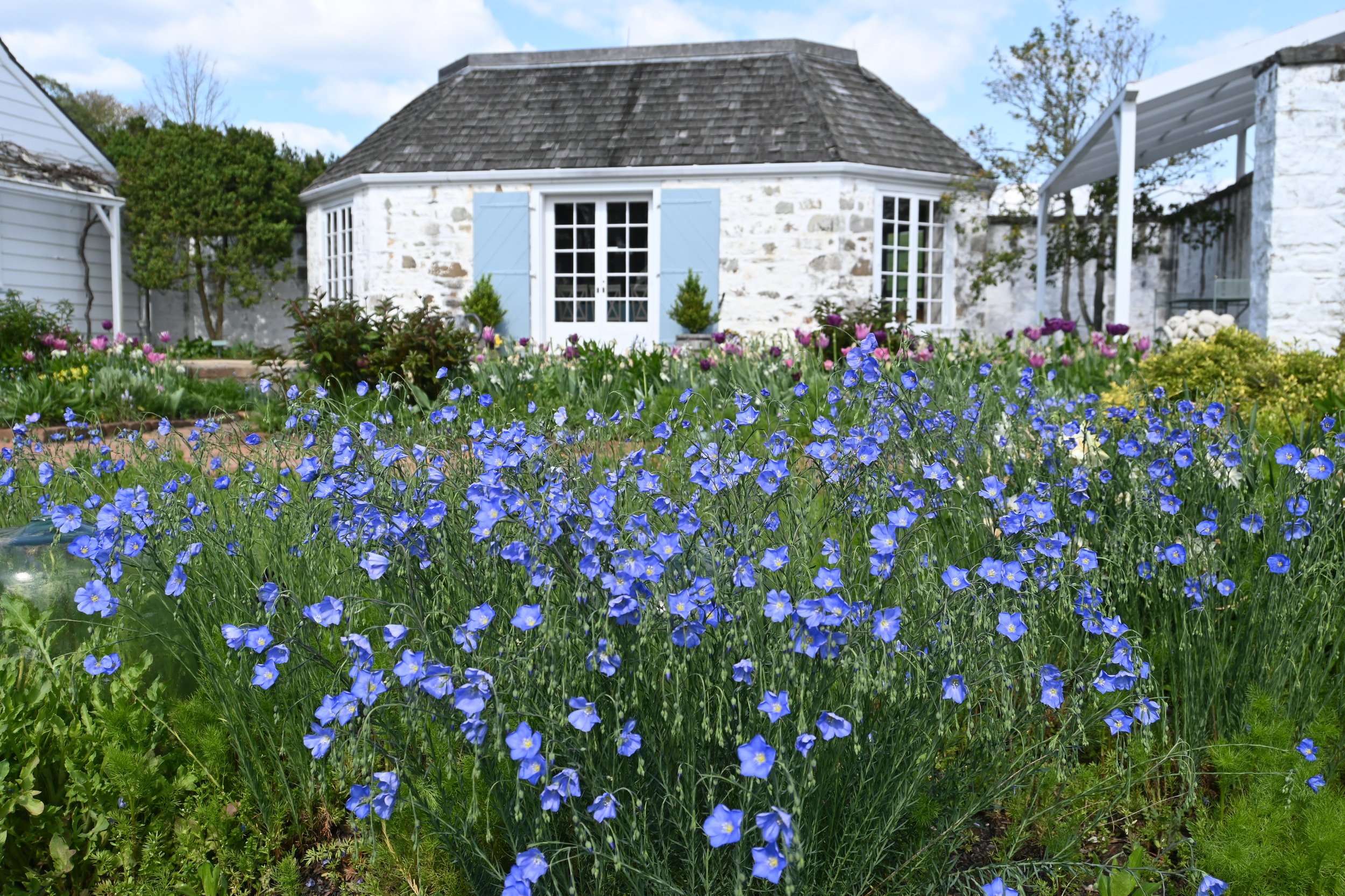 Springtime Perennials and Annuals of Little Oak Spring 