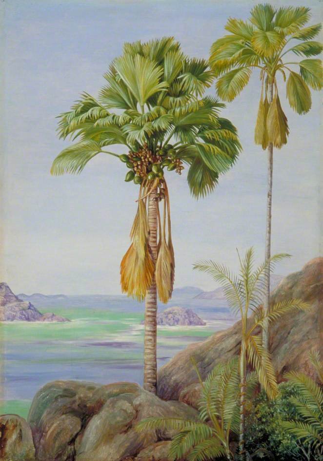 male-and-female-trees-of-the-coco-de-mer-in-praslin-1883.jpg