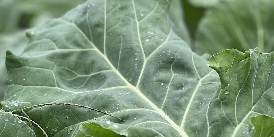 Paint Out: At the BCCF - Independent Work Session for Artists