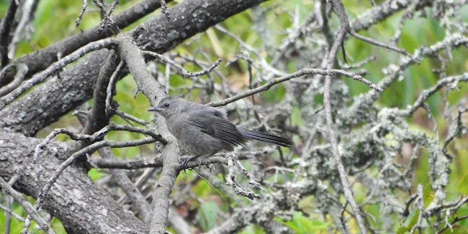 Winter Bird Count