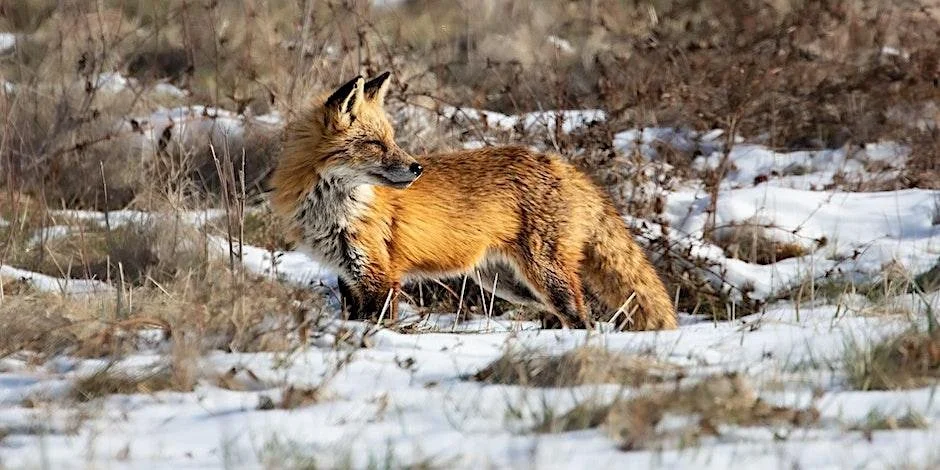 Winter Wildlife Walk