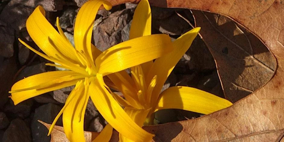 Unusual Bulbs of the Garden