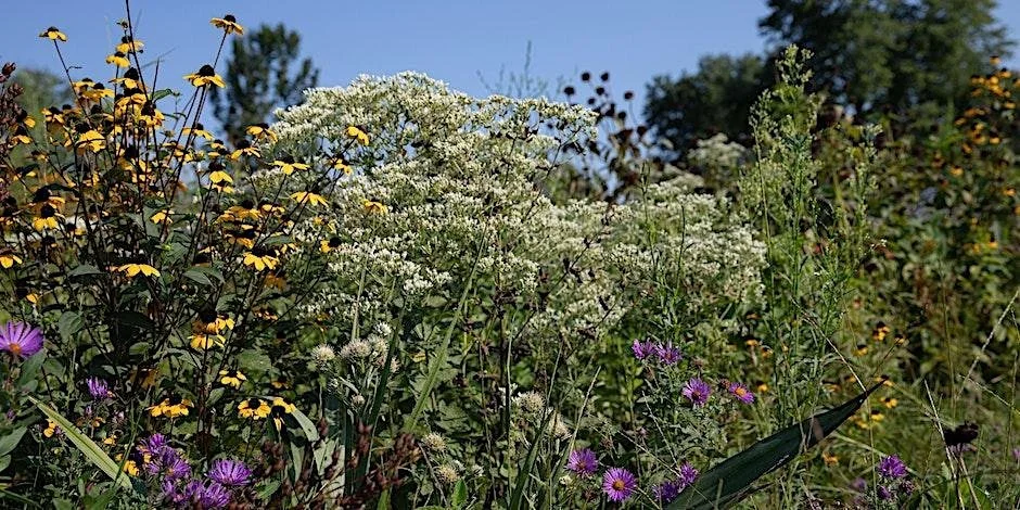 Planning Your Wildlife Garden