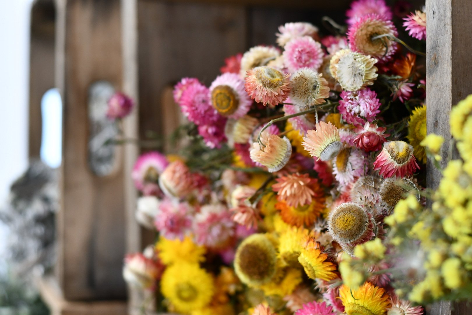 dried strawflower Xerochrysum species.JPG