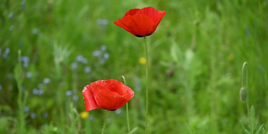 Tending to Our Tenderness