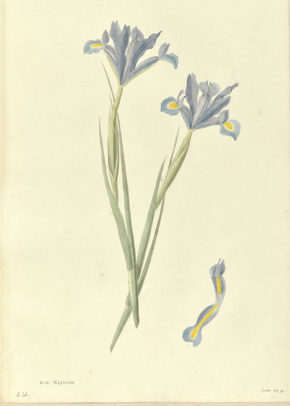 WhartonIris.jpg