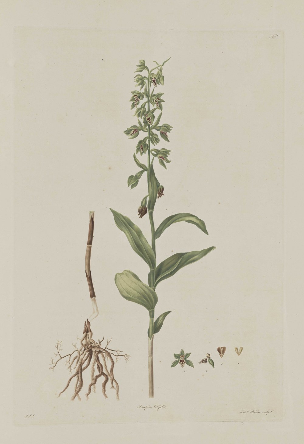 StricklandCephalanthera.jpg