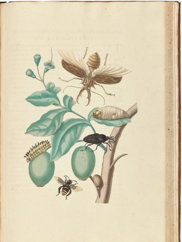 merian2.jpg