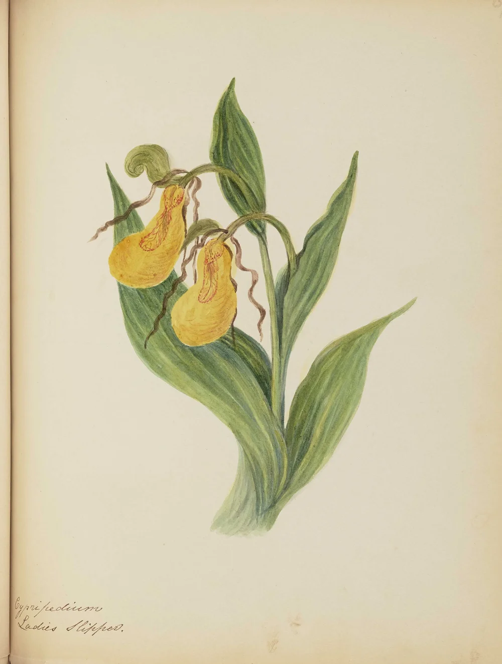 Nourse7825_72 copy.jpg