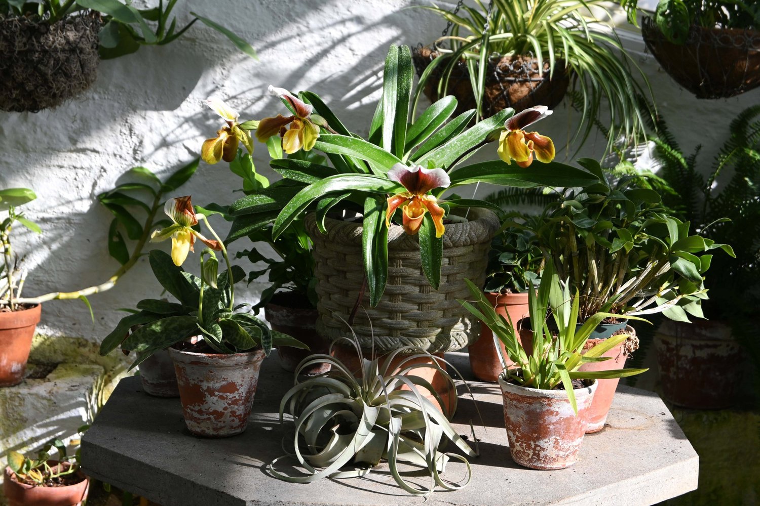 Oak Spring Garden Foundation - Mrs. Mellon's Orchids