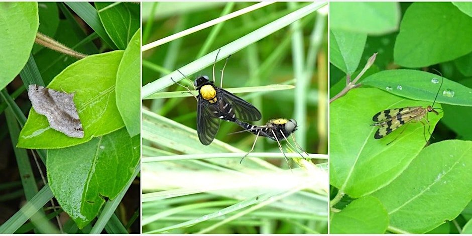 Bug's Life: A Closeup Look at the World of Insects