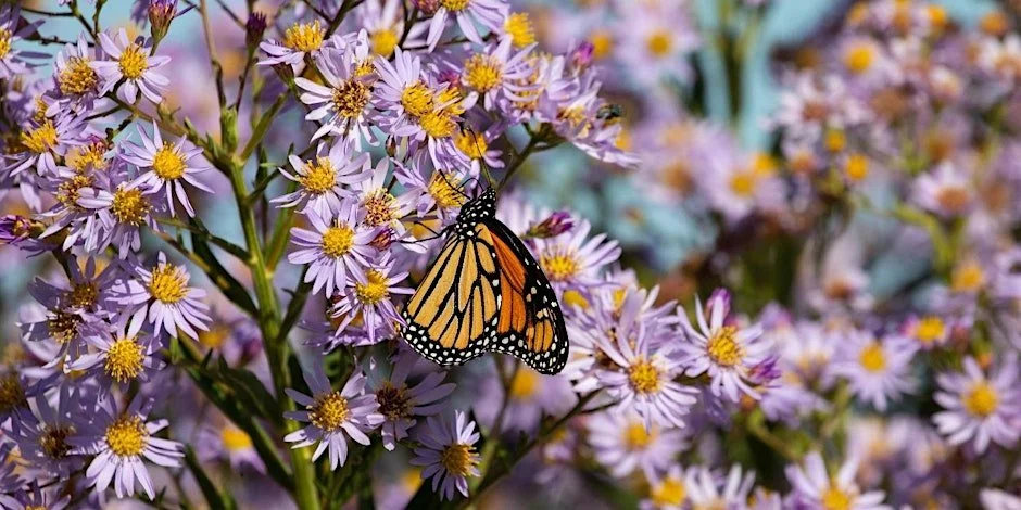 Monarch Tagging and Pollinator Walk