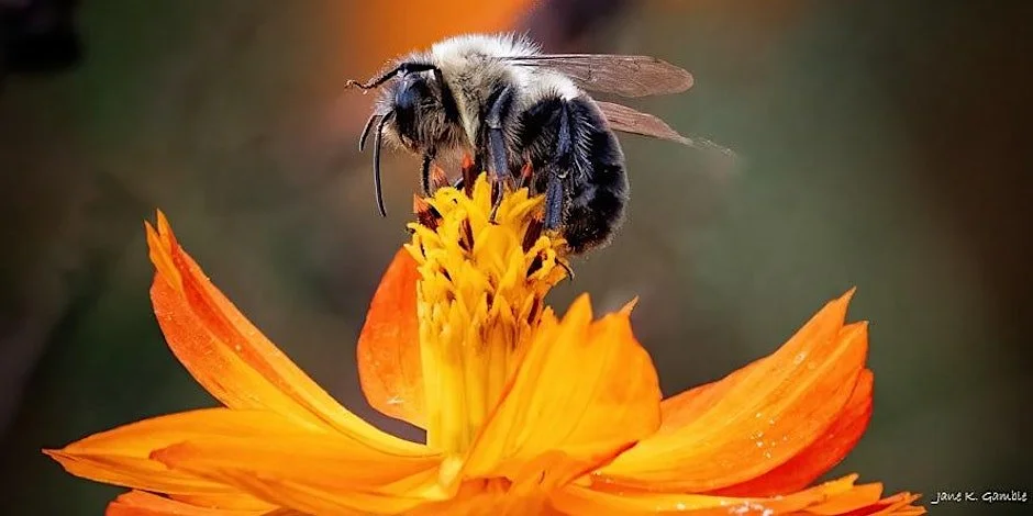 Autumn Pollinators