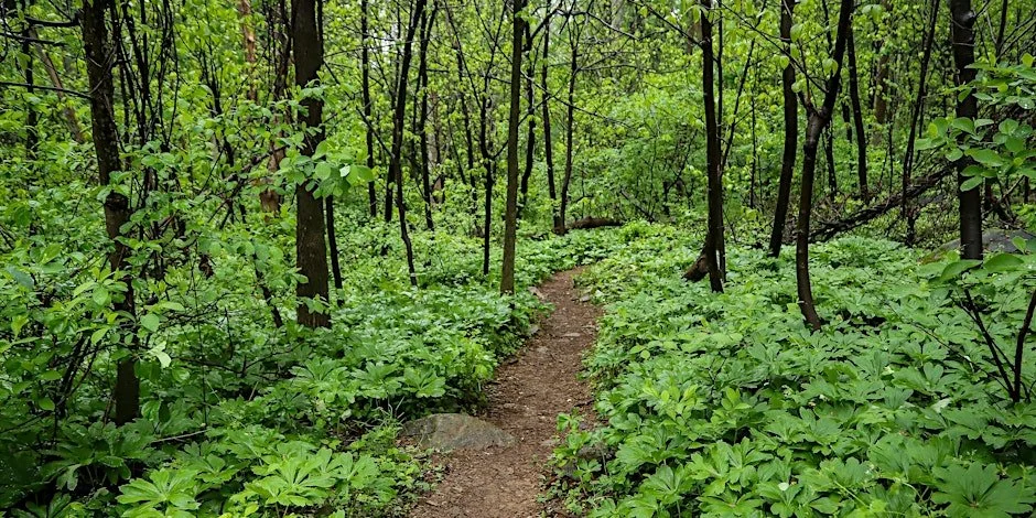 Ecology and History on the Appalachian Trail