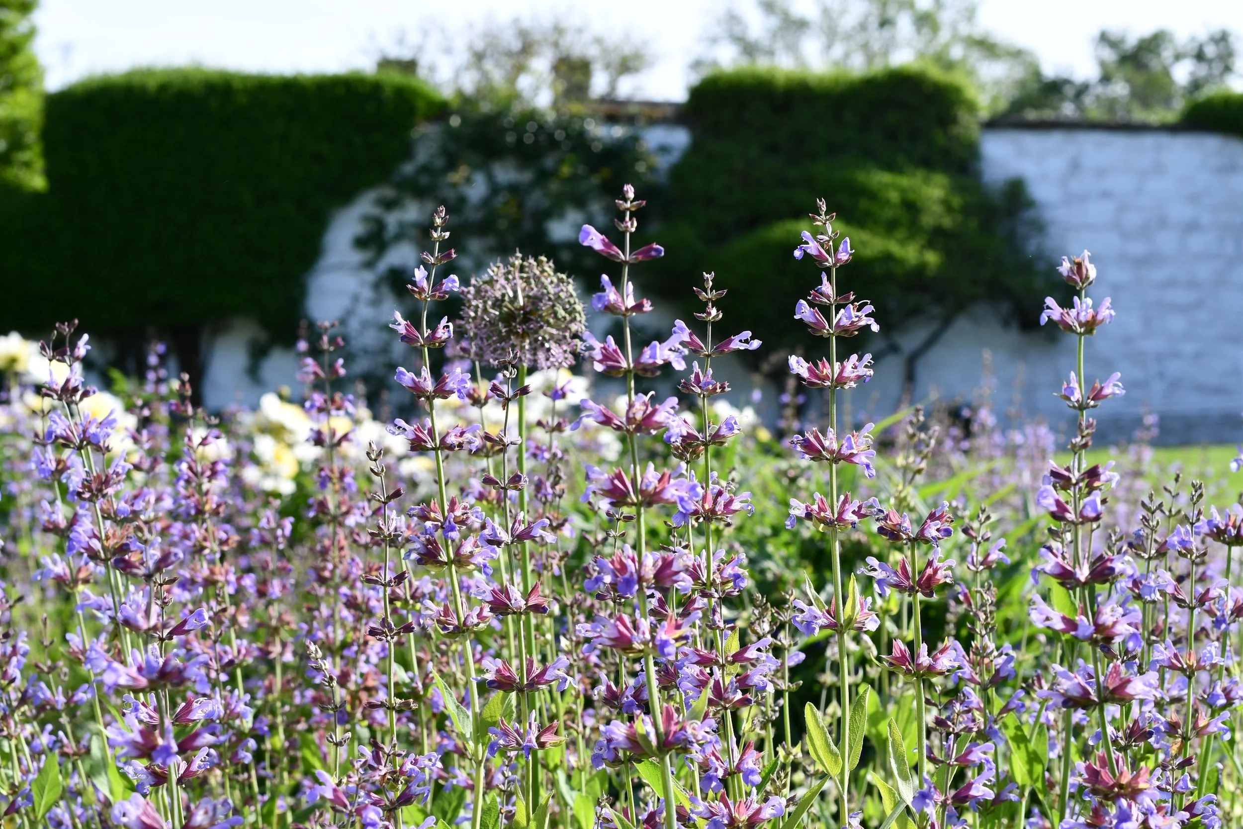 Plant Wisdom: A Closer Look  at a Single Plant