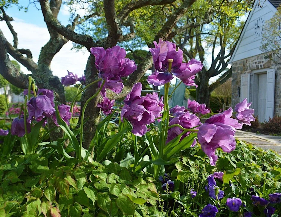 Tulip Mania at the Oak Spring Garden Library
