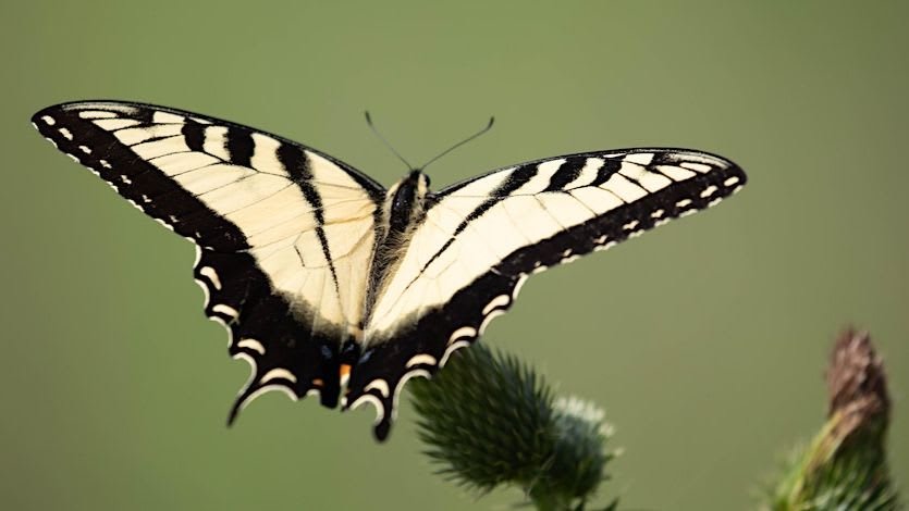Biodiversity Walk