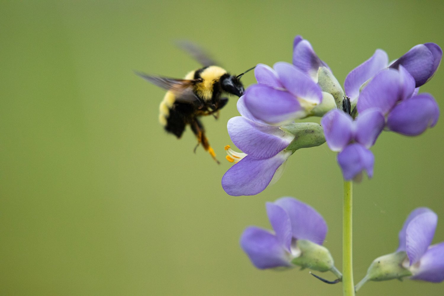 Oak Spring Garden Foundation - The Secret Cliques of Plants and Pollinators