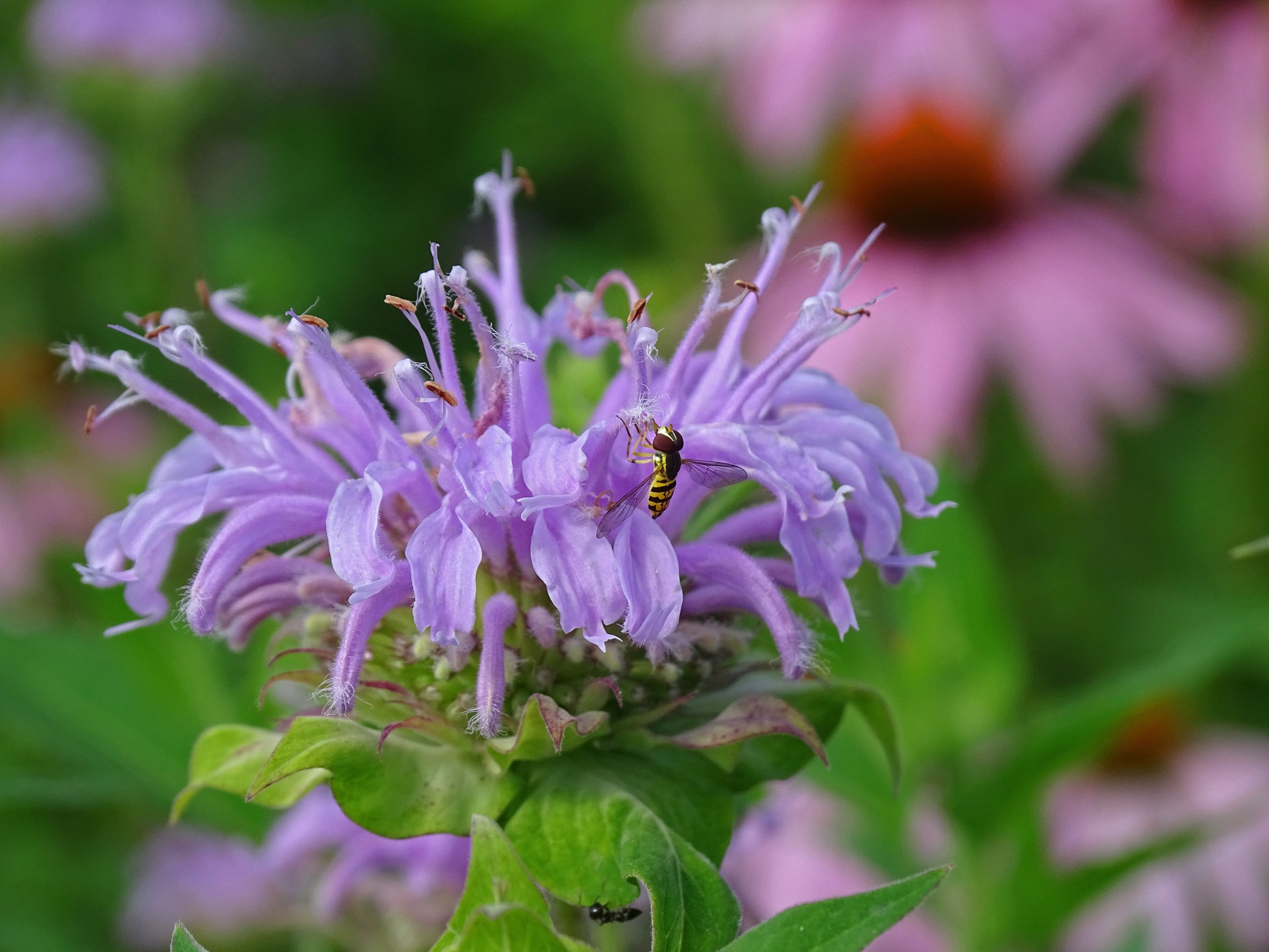 Eastern Calligrapher ( Toxomerus geminatus) on Wild Bergamot (Monarda fistulosa)
