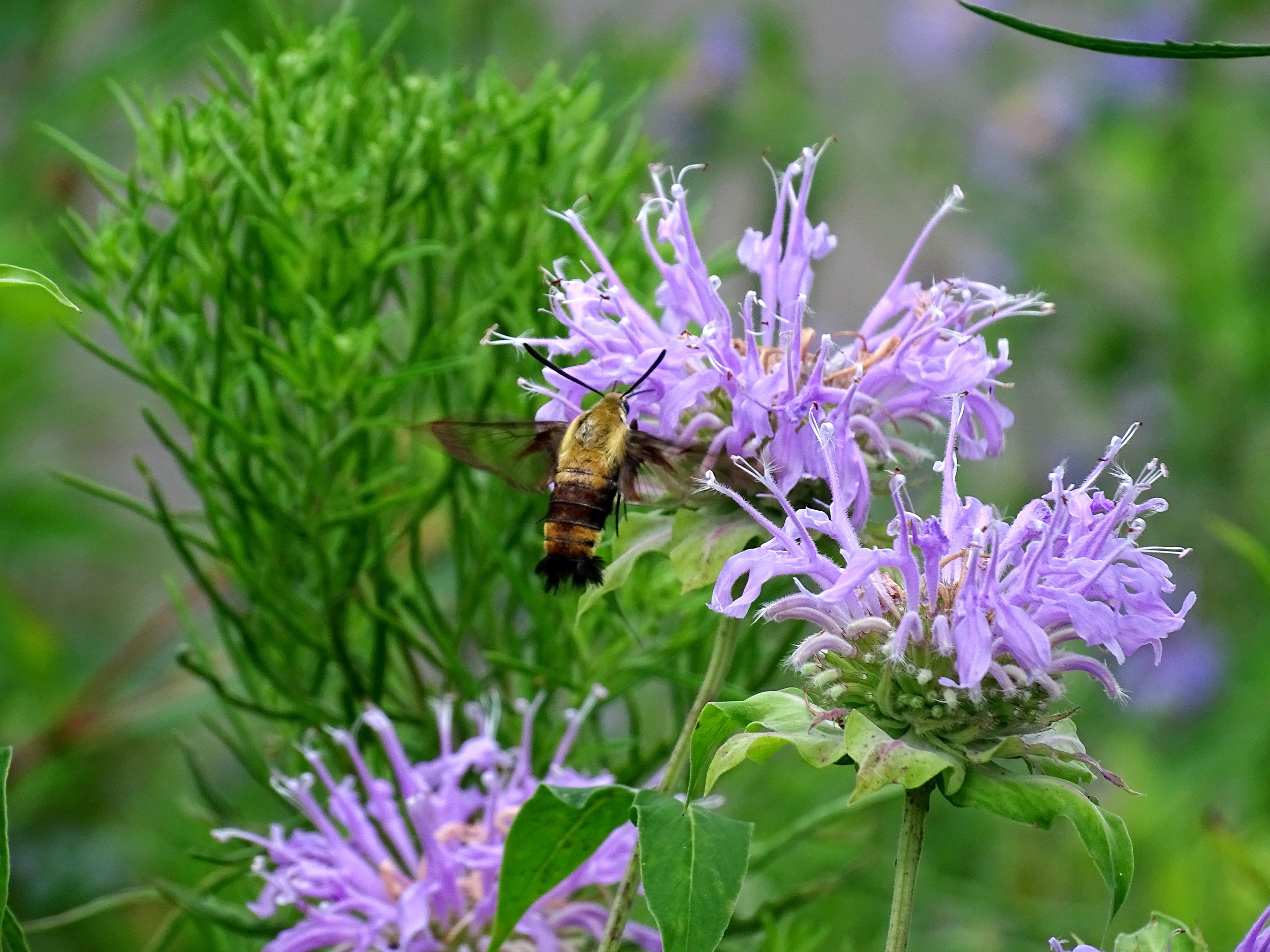 Wild Bergamot is visited by a wide variety of pollinators