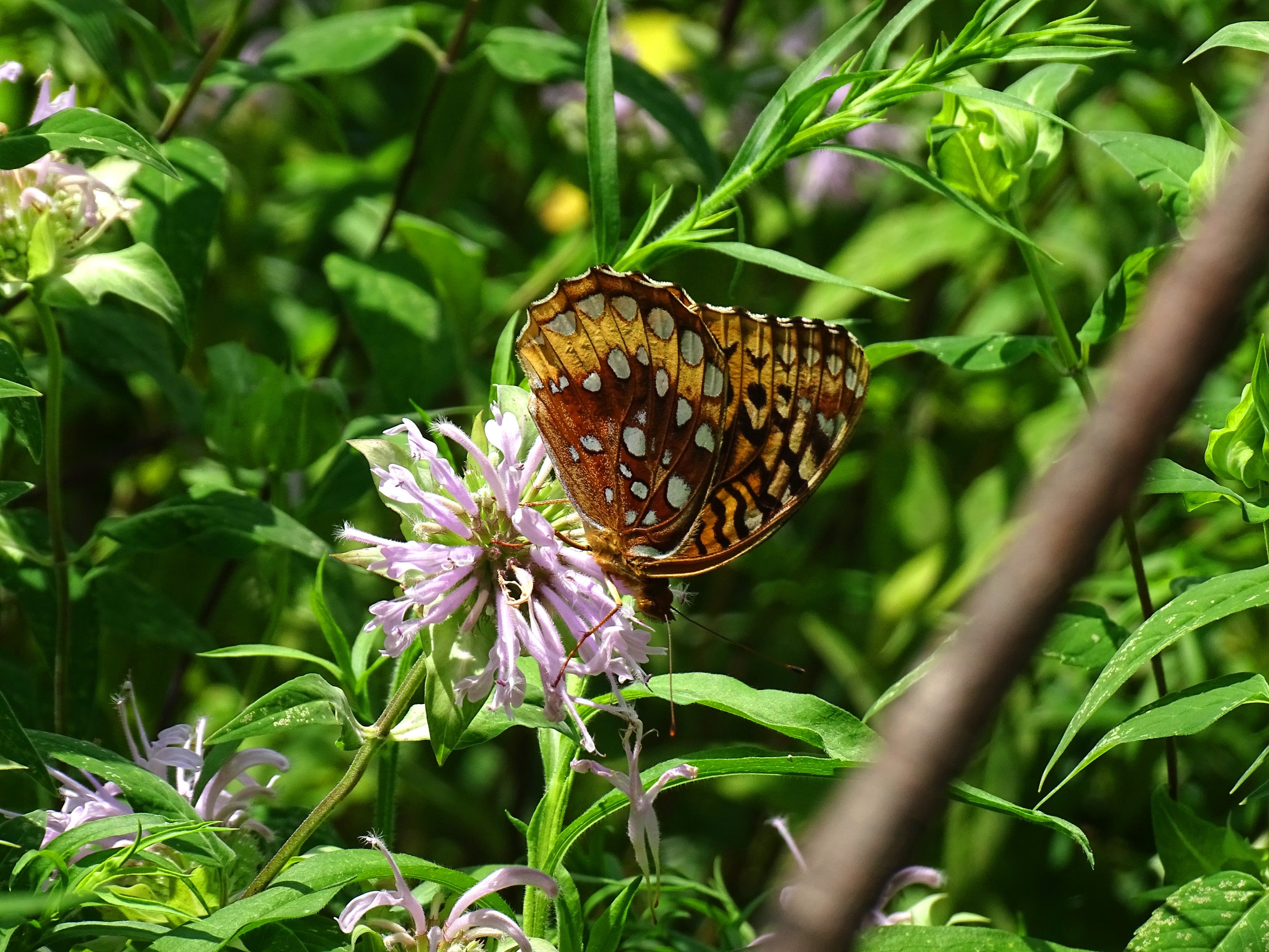 Great Spangled Fritillary ( Argynnis cybela) on Wild Bergamot ( Monarda fistulosa)