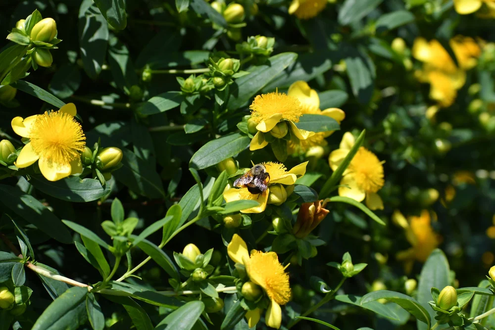  Brown-belted Bumblebee ( Bombus griseocollis)  on St. John’s Wort ( Hypericum prolificum)  