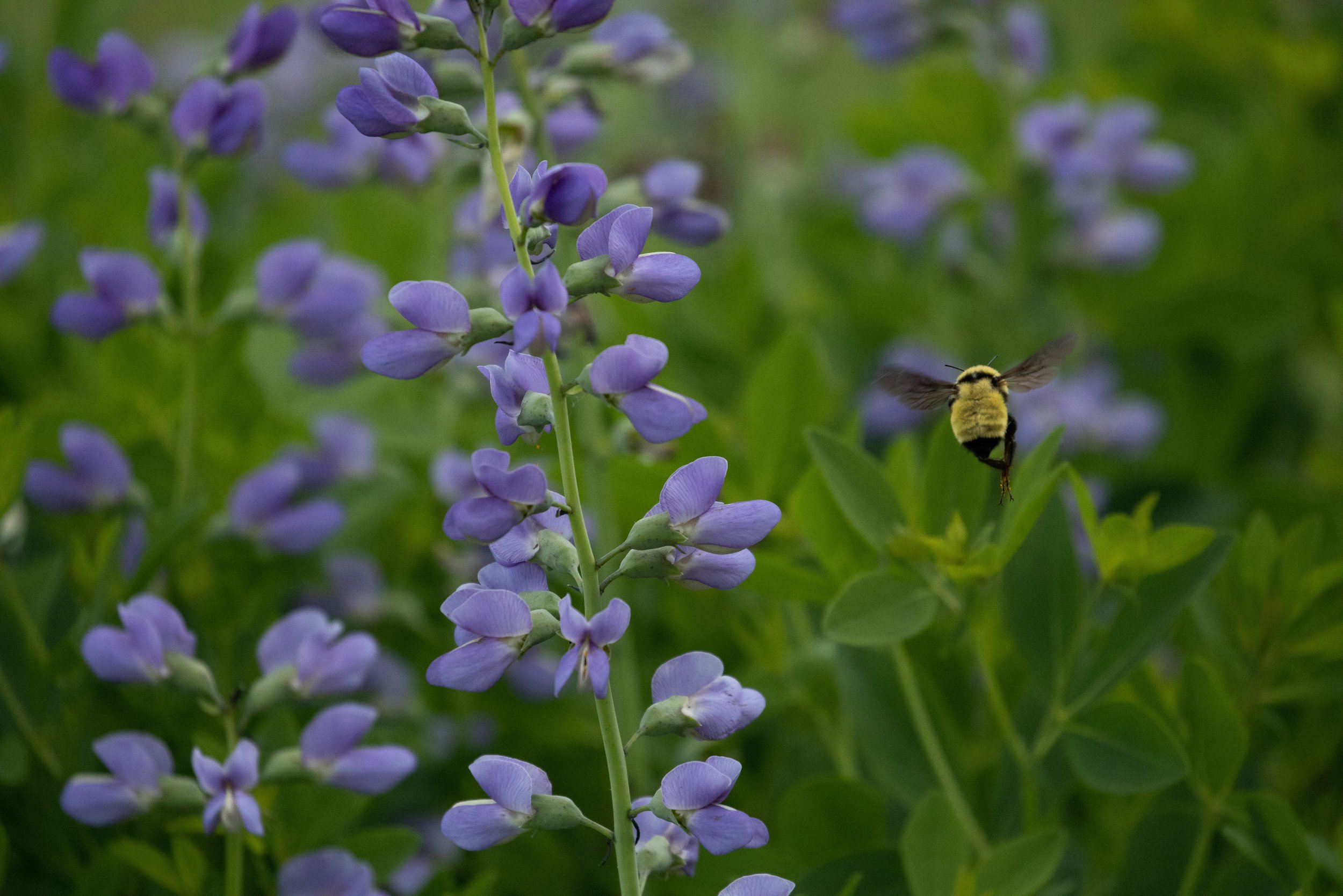 Black and Gold Bumblebee ( Bombus auricomus) on Blue Wild Indigo ( Baptisia australis)