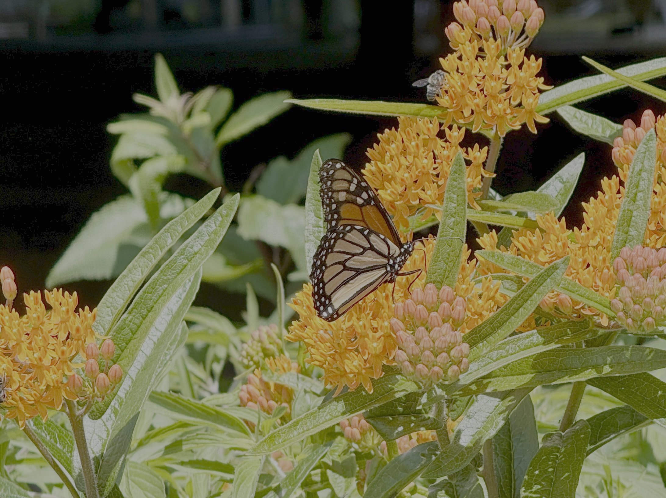 Monarch Butterfly ( Danaus plexippus) on Butterfly Milkweed ( Asclepias tuberosa)