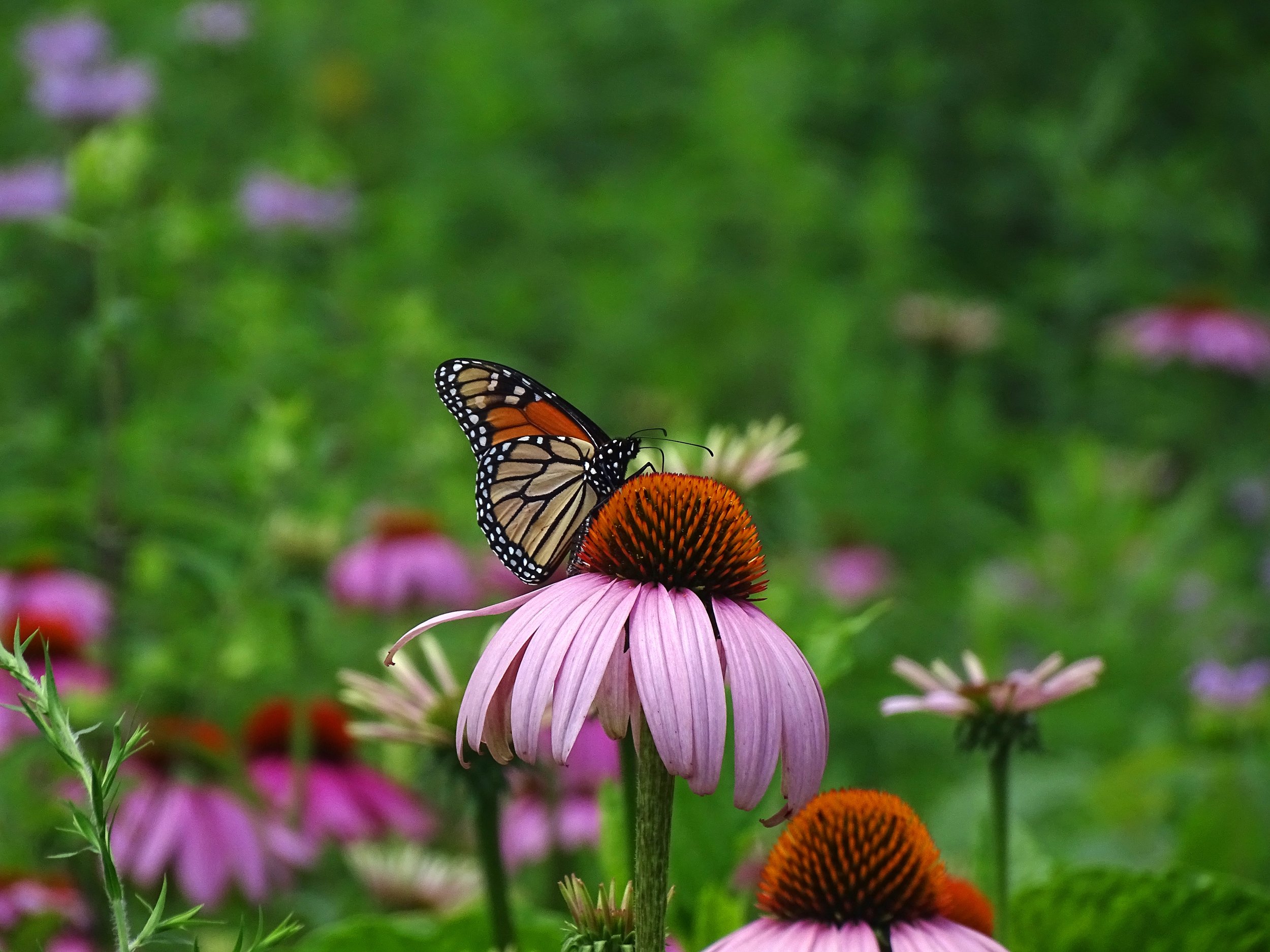 Monarch Butterfly (Danaus plexippus) on Purple Coneflower ( Echinacea purpurea)