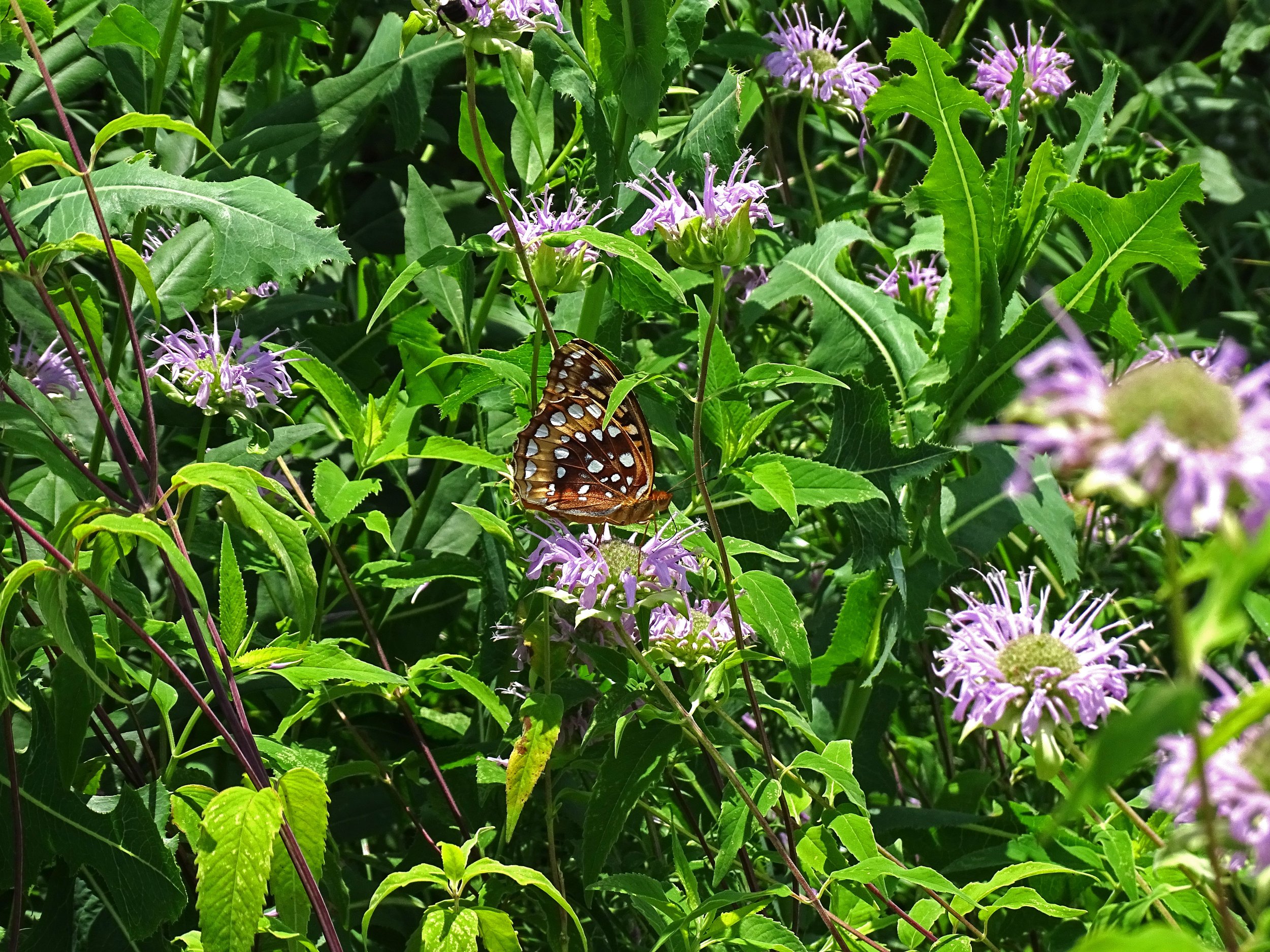 Great Spangled Fritillary ( Argynnis cybele) on Wild Bergamot ( Monarda fistulosa)