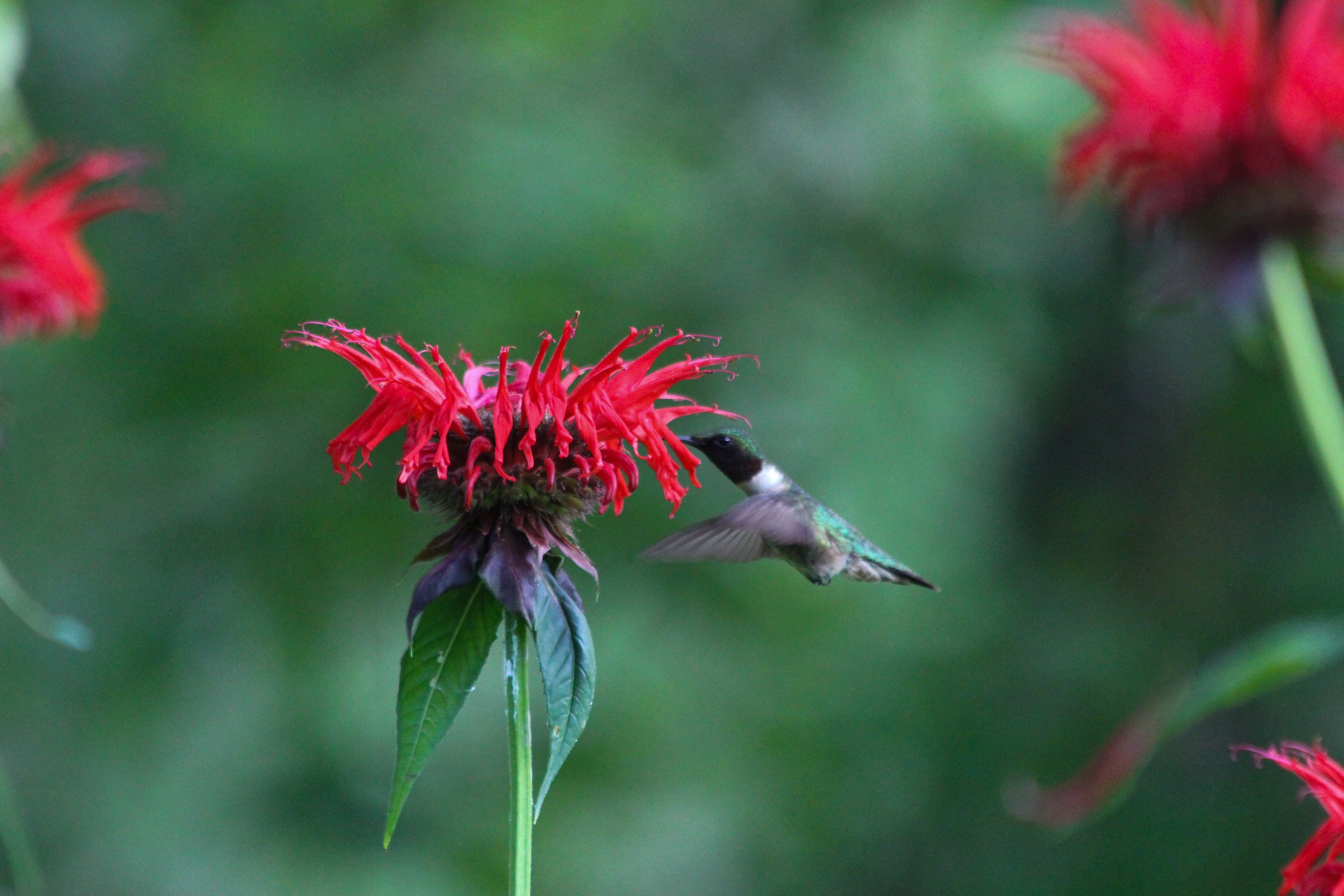 Ruby-throated Hummingbird ( Archilochus colubris ) visiting Scarlet Beebalm ( Monarda didyma)