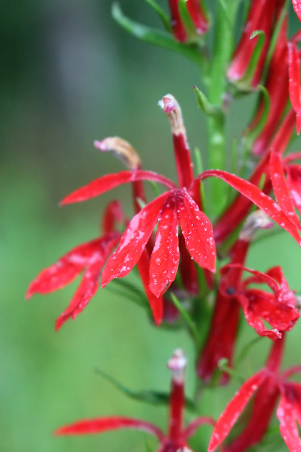  Cardinal Flower (Lobelia cardinalis) 