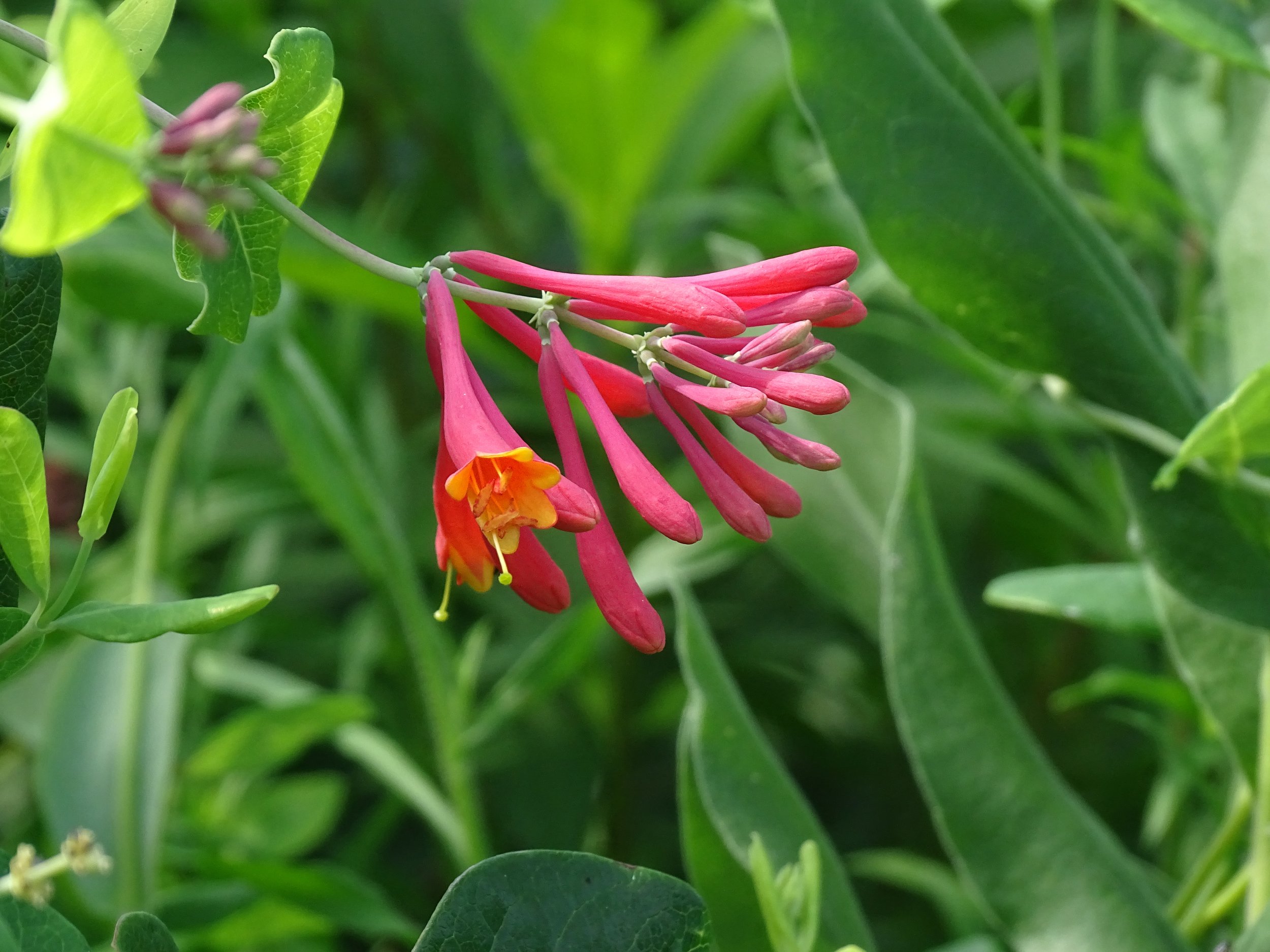 Coral Honeysuckle (Lonicera sempervirens)