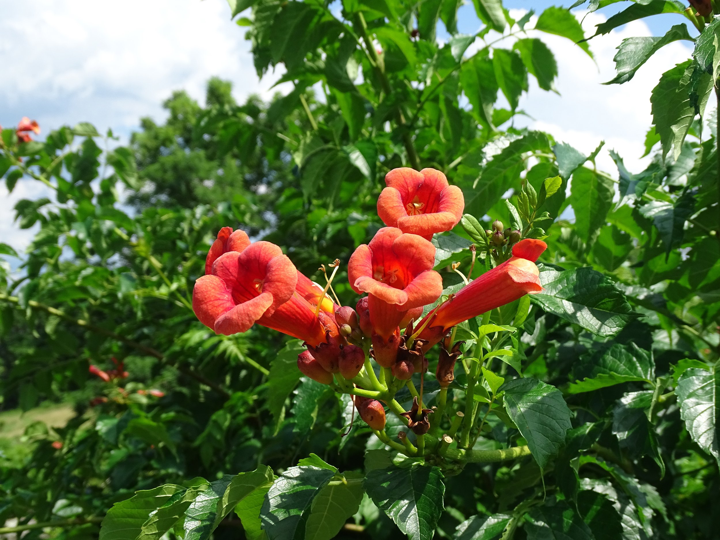 Trumpet Vine (Campsis radicans)