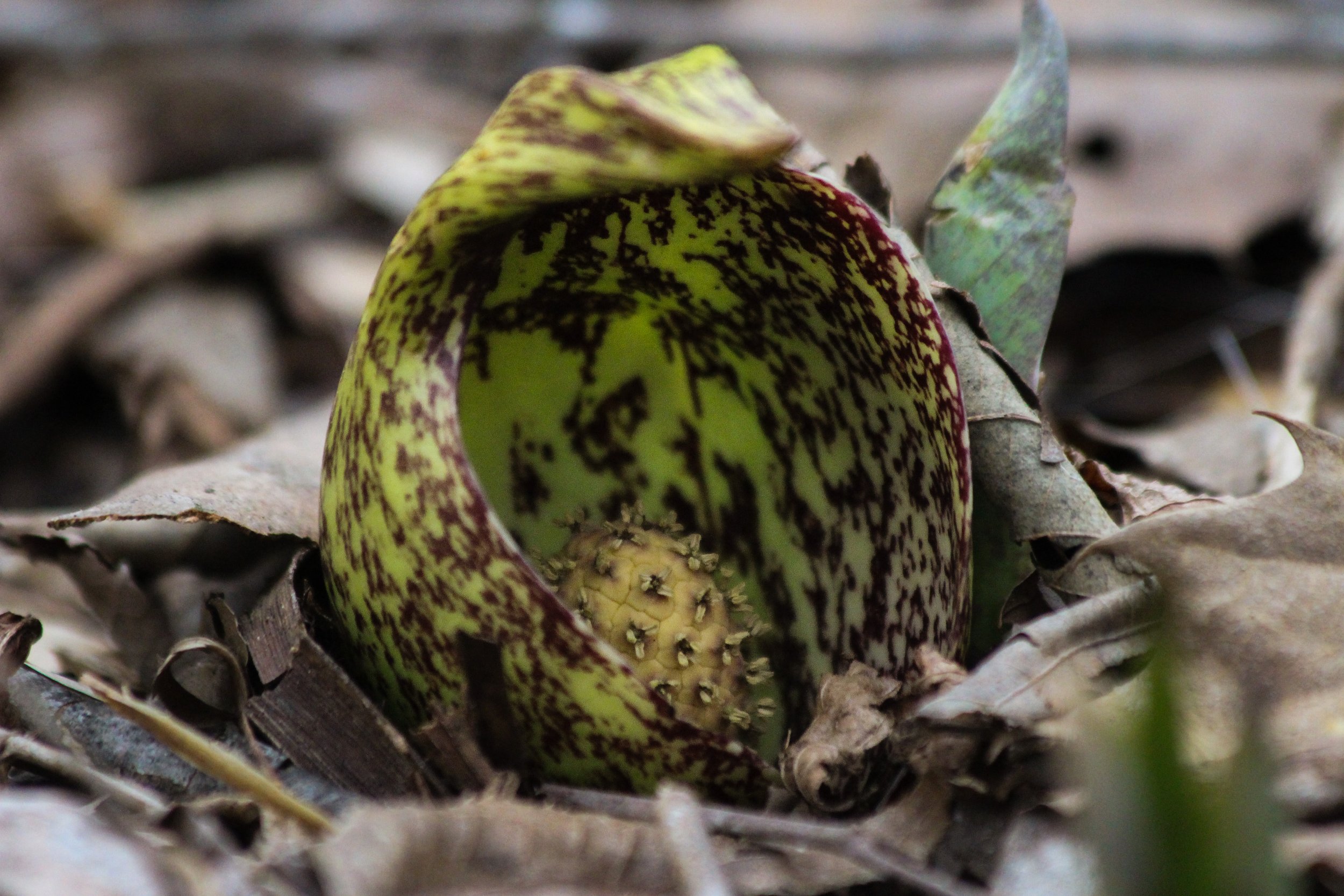 Fly-pollinated flowers are typically dark, fleshy colors
