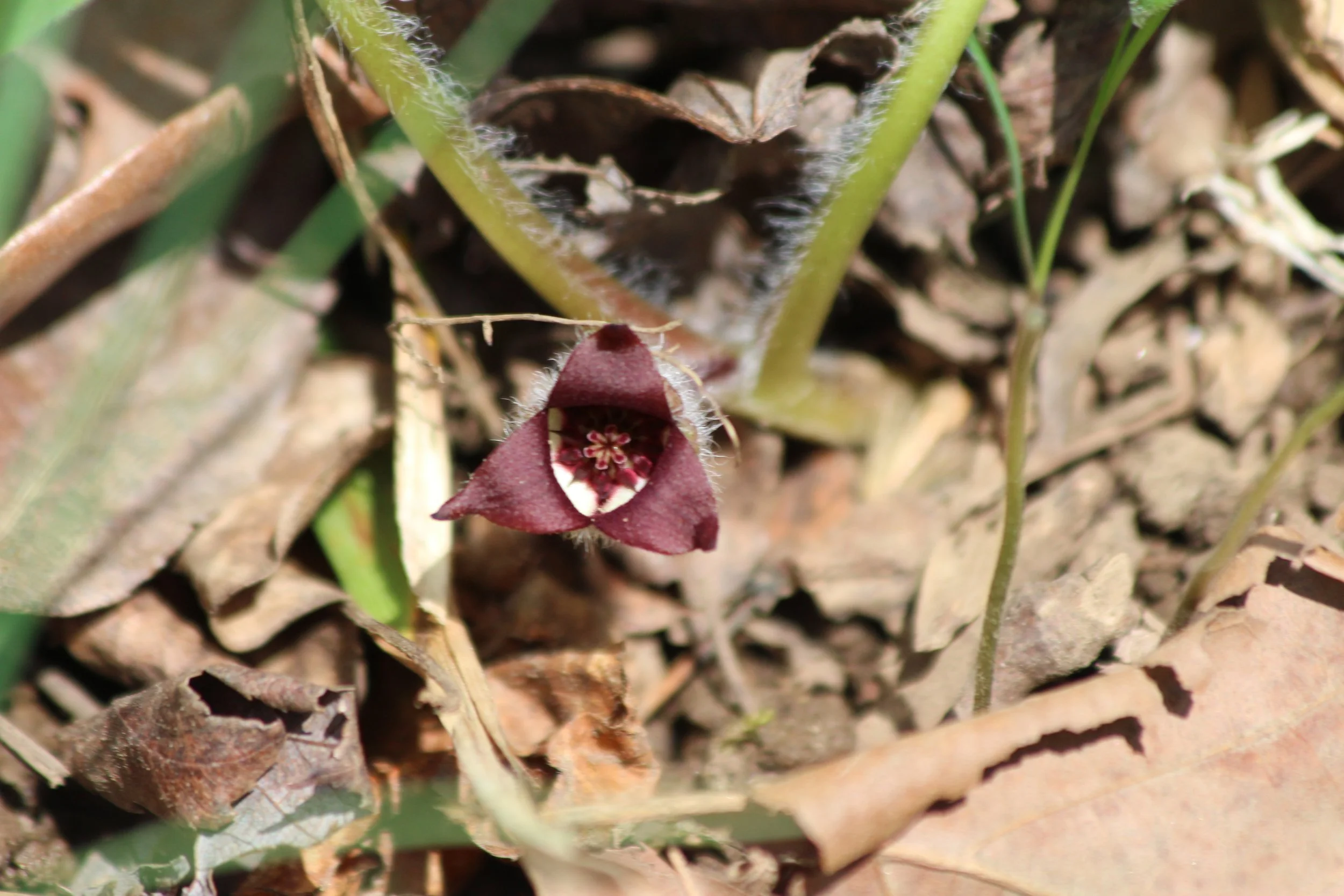 Fly-pollinated flowers are typically dark, fleshy colors